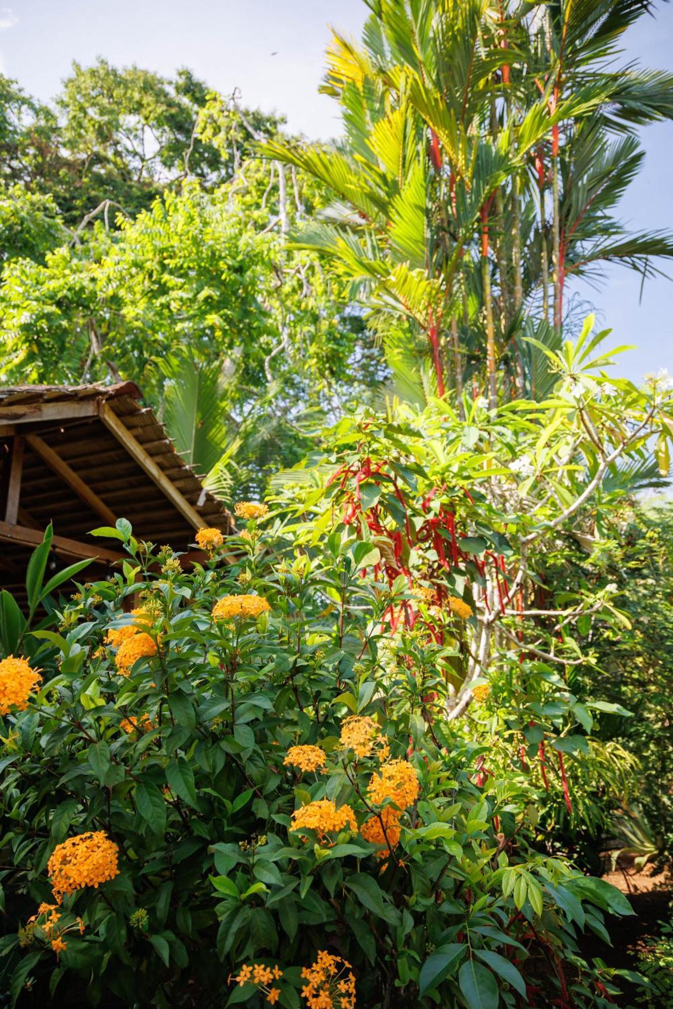 Bungalows Aché Cahuita Exterior foto